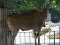 ZOO-Viden 034.JPG